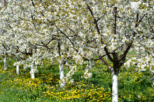 Sweet cherry trees with white flowers - Latin name - Prunus avium