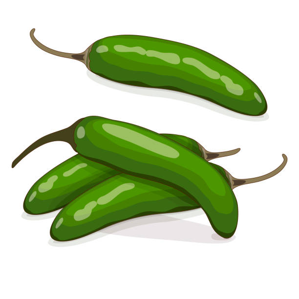 Group of green serrano Chile peppers. Chile serrano or serrano chilis. Chili pepper. Capsicum annuum. Vegetables. Cartoon style. Vector illustration isolated on white background. Group of green serrano Chile peppers. Chile serrano or serrano chilis. Chili pepper. Capsicum annuum. Vegetables. Cartoon style. Vector illustration isolated on white background. serrano chili pepper stock illustrations