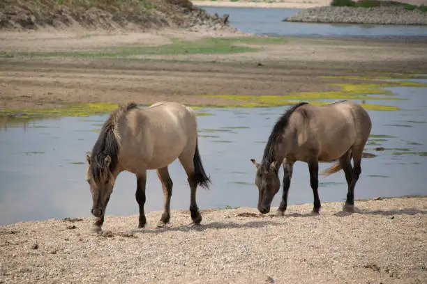 konik horses on the floodplains of the river Waal near Opijnen in Gelderland, the Netherlands