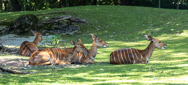 The nyala, Tragelaphus angasii is a spiral-horned antelope native to Southern Africa. It is a species of the family Bovidae and genus Nyala, also considered to be in the genus Tragelaphus.