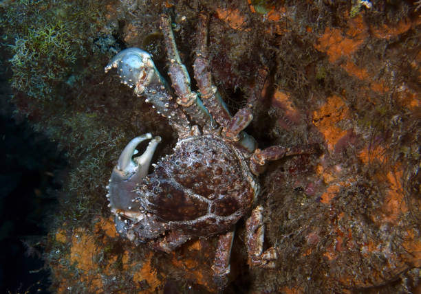 istock A West Indian Spiny Spider Crab (Mithrax spinosissimus) in Cozumel, Mexico 1421864308