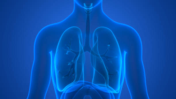 anatomie des poumons du système respiratoire humain - poumon humain photos et images de collection