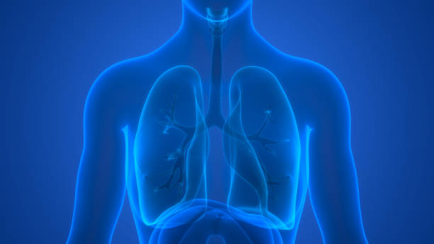Human Respiratory System Lungs Anatomy