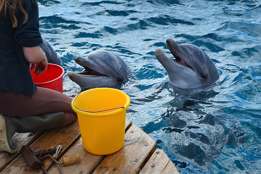 Girl feeding wild dolphins on the sea coast