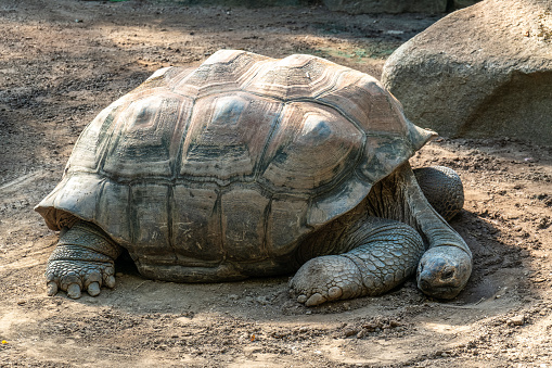 Aldabra giant tortoise, Curieuse Marine National Park, Curieuse Island, Seychelles