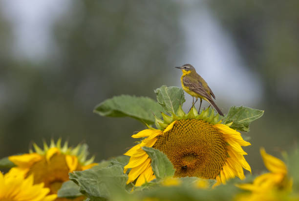 istock Western yellow wagtail 1421870723