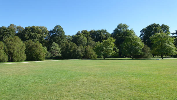 istock Alley with path in the garden or park 1421875735