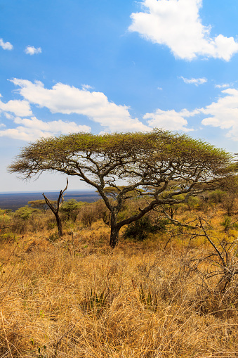 African acacia tree in Serengeti national park in Tanzania