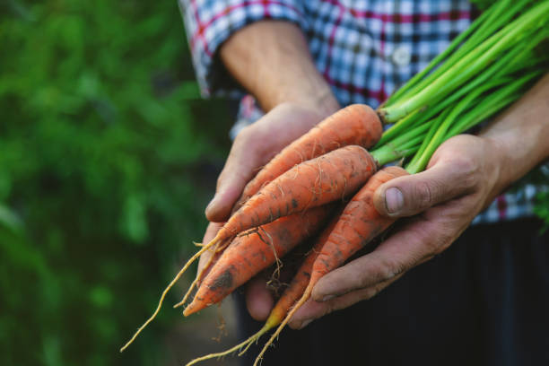 istock A man farmer holds a carrot in his hands. Selective focus. 1421876113