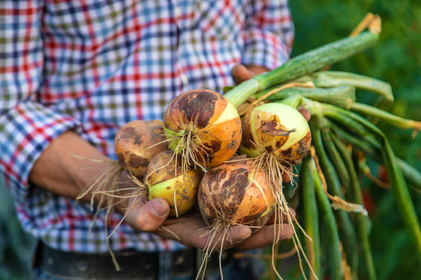 istock A man farmer holds an onion in the garden. Selective focus. 1421876146