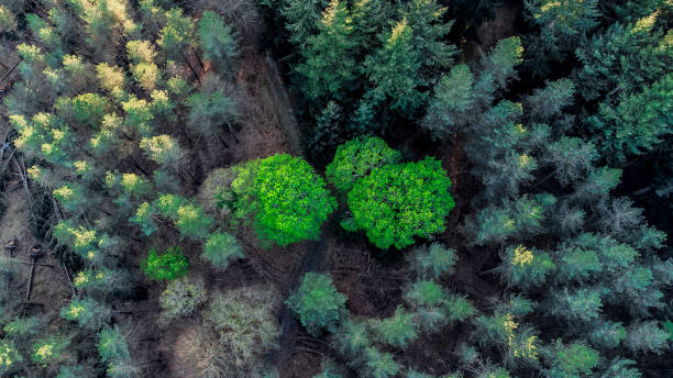 istock Pair of Trees in the Forest 1421877994