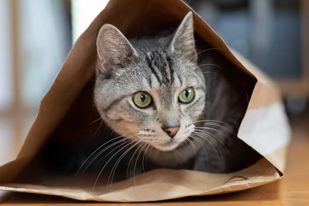 istock cat in a paper bag 1421879353