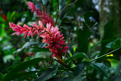 Tropical flower from green forest in Central America