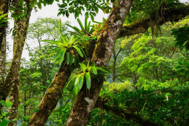 trees with bromeliads in tropical forest in central america - monteverde cloud forest imagens e fotografias de stock