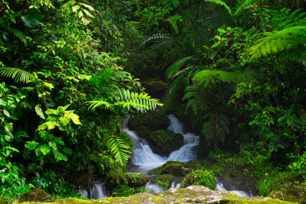 istock Waterfall in tropical forest in Central America 1421879624