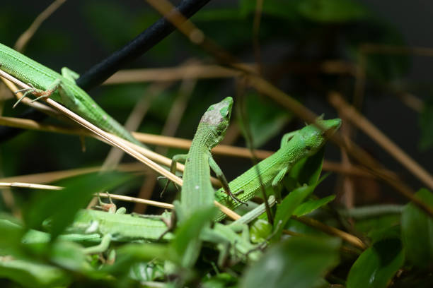 istock Takydromus toyamai 1421879650