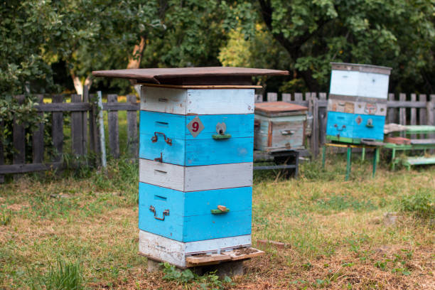 istock village apiary, honey production. Beehive 1421882028