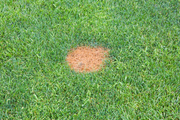 istock Lawn with a portion of grass dried due to disease 1421883276