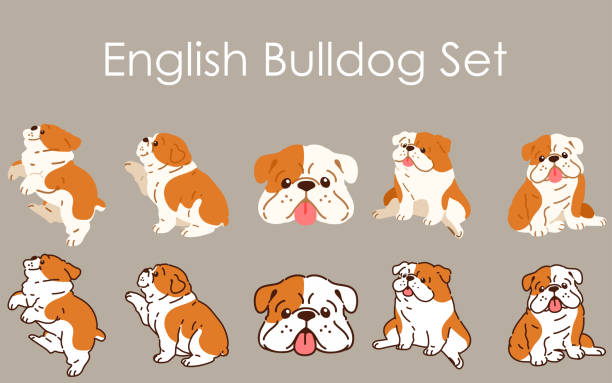 illustrazioni stock, clip art, cartoni animati e icone di tendenza di set di illustrazioni bulldog inglese semplice e carino - english bulldog