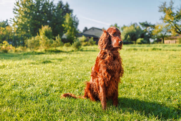 Happy Irish setter dog sits on a nature green grass and looking away in summer meadow against blurred scenery, outdoors Irish setter dog sits on a nature green grass and looking away in summer meadow against blurred scenery, outdoors irish setter stock pictures, royalty-free photos & images