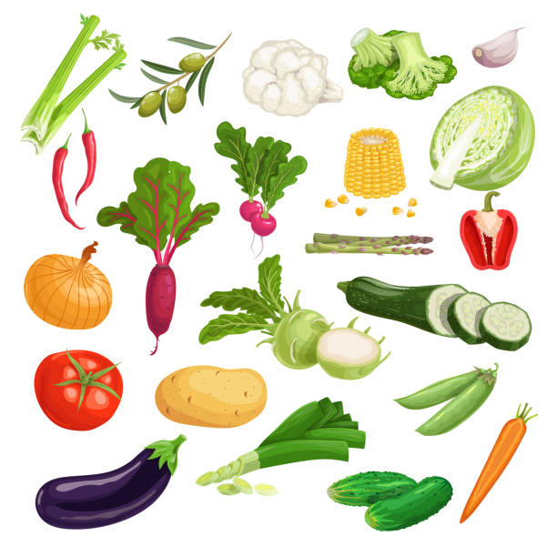 bildbanksillustrationer, clip art samt tecknat material och ikoner med farm fresh vegetables big set. collection of veggies icons. best for menu and package designs. vector illustrations isolated on white background. - radishes