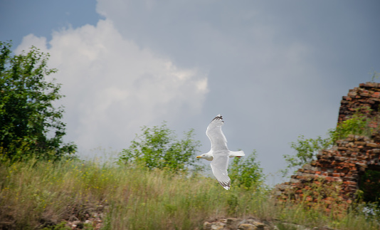 a large white gull flies against the background of nature. High quality photo