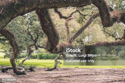 istock The Oaks at the Oak Alley Plantation, New Orleans, LA, USA 1421892591