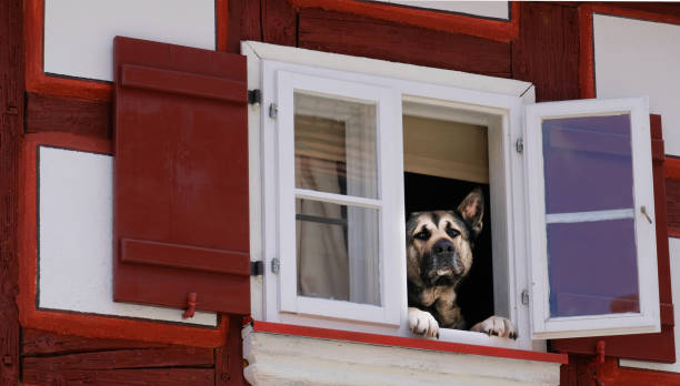 istock Dog looking out from window in half-timbered house 1421893517