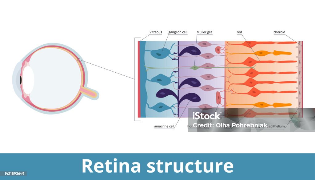 Retina Ten Struktur Retina Ilustrasi Stok - Unduh Gambar Sekarang - Retina ...
