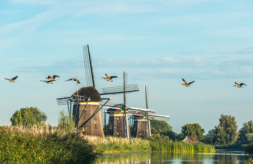 Three windmills near Amsterdam
