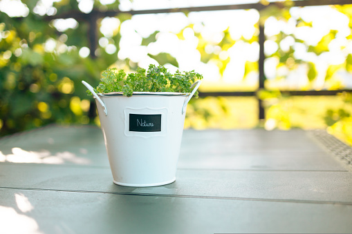 Pot of microgreens with an inscription on a table in a green garden. Sprouting Microgreens. Seed Germination at home. Sprouts of Sunfloer seeds. Micro herbs. Growing sprouts