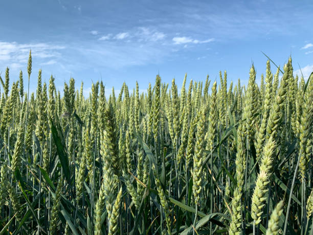 istock Green ears close-up against the blue sky 1421894623