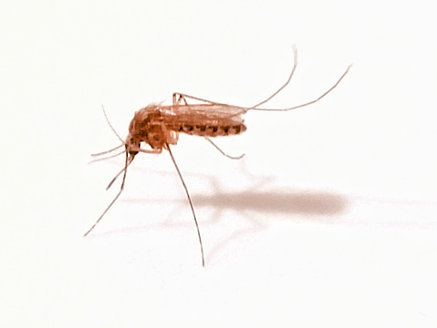 Mosquito, mosquitoes, culex pipiens, culex, insect, anopheles, anopheline.