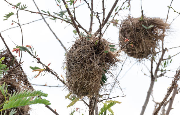 Bird's nest on top of tree