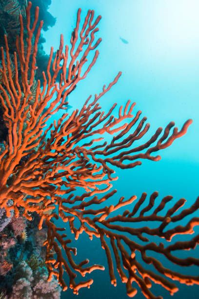 istock A large orange Sinuous sea fan 1421899502
