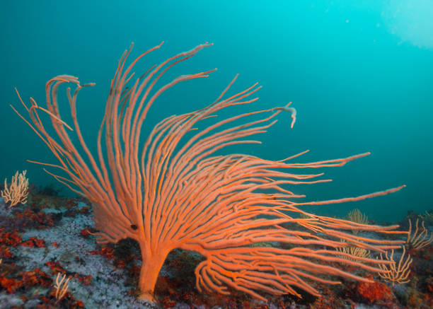 istock A single orange Flagellar sea fan or Whip fan 1421899567