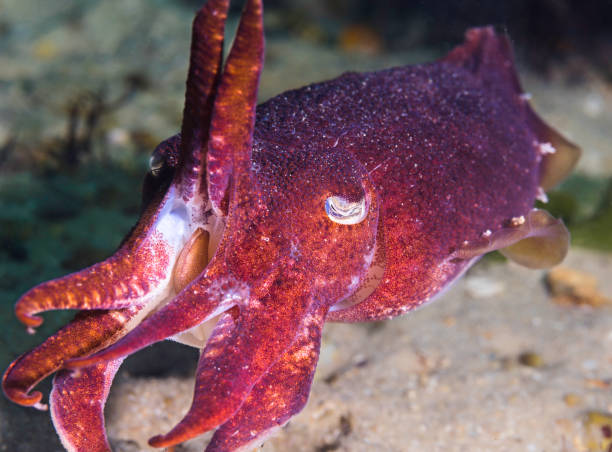 istock Closeup of a Common Cuttlefish warning intruder 1421899706