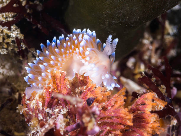 istock Side view of a Cape silvertip nudibranch 1421899925