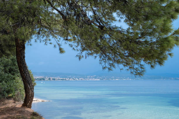 istock The silver sea before the thunderstorm with the red cliff and pine trees 1421901264