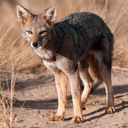 Pampas Grey fox in Pampas grass environment, La Pampa province, Patagonia, Argentina.