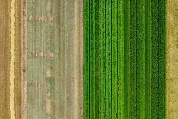 istock Abstract agricultural fields - aerial view 1421901934