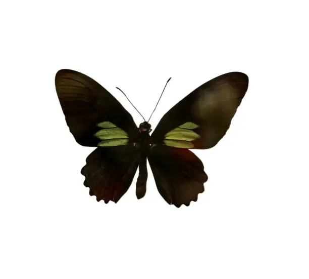 Photo of Beautiful fragile exotic butterfly on white background