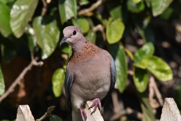 istock Wild birds in the garden 1421904071
