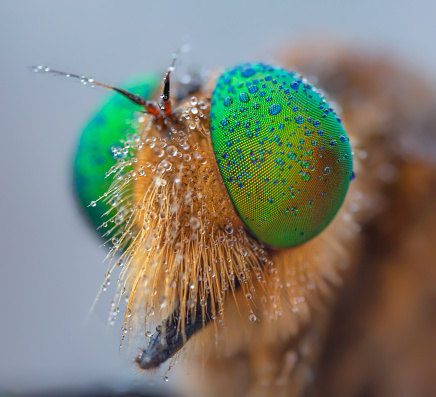 Robberfly head with heavy waterdrop after rain.