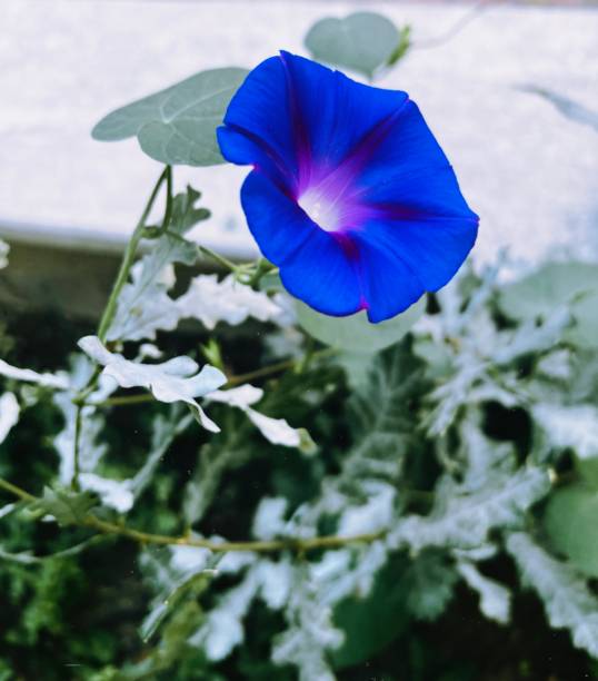 Ipomoea nil purpurea Morning glory flower, ıpomoea nik purpurea ipomoea purpurea stock pictures, royalty-free photos & images