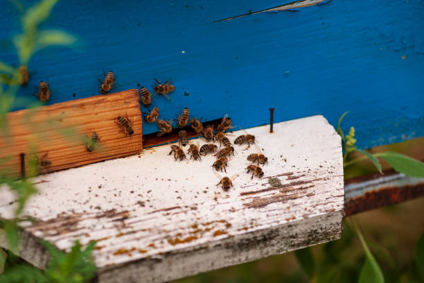 istock Hives in an apiary with bees in a green garden 1421907730