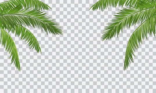 Vector realistic palm leaves border isolated on transparent background