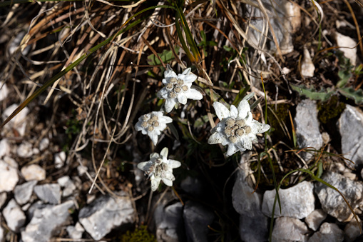 Edelweiss Flowers on High  Mountains of Julian Alps in Slovenia