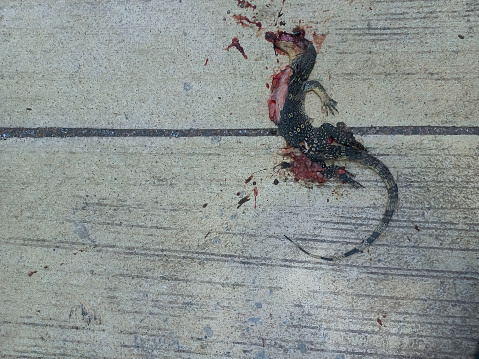 The lizard dies on the concrete.