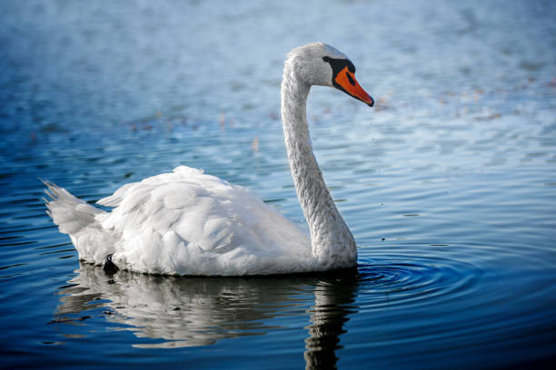 istock The swan on the water 1421910101